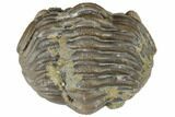 Wide, Enrolled Eldredgeops Trilobite Fossil - Ohio #191130-1